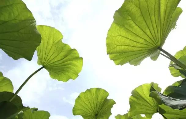 多吃“四宝”,淡定迎接“秋老虎” 多吃“四宝”,淡定迎接“秋老虎”