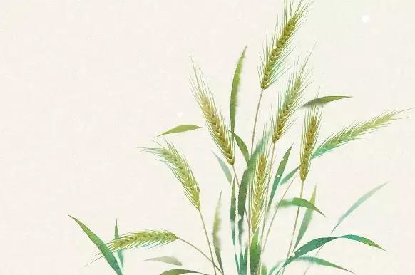多吃“四宝”,淡定迎接“秋老虎” 多吃“四宝”,淡定迎接“秋老虎”